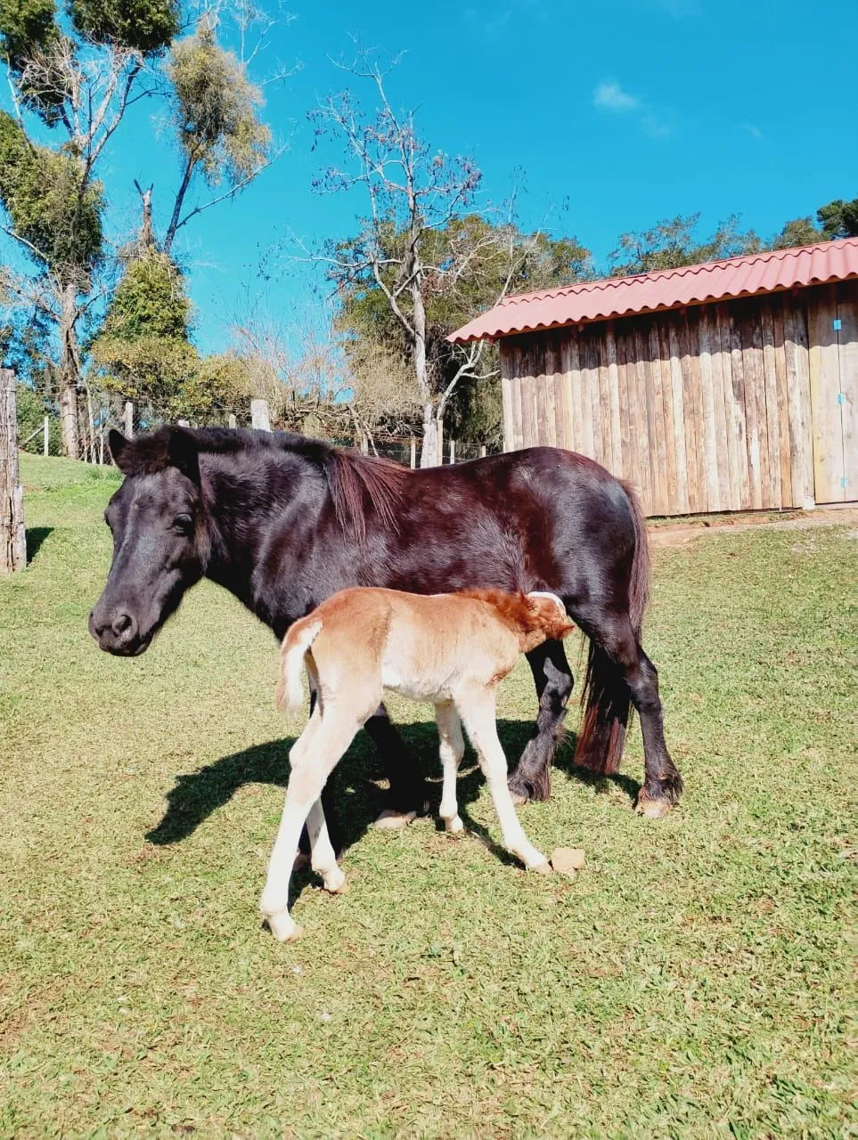 Égua e potro no gramado