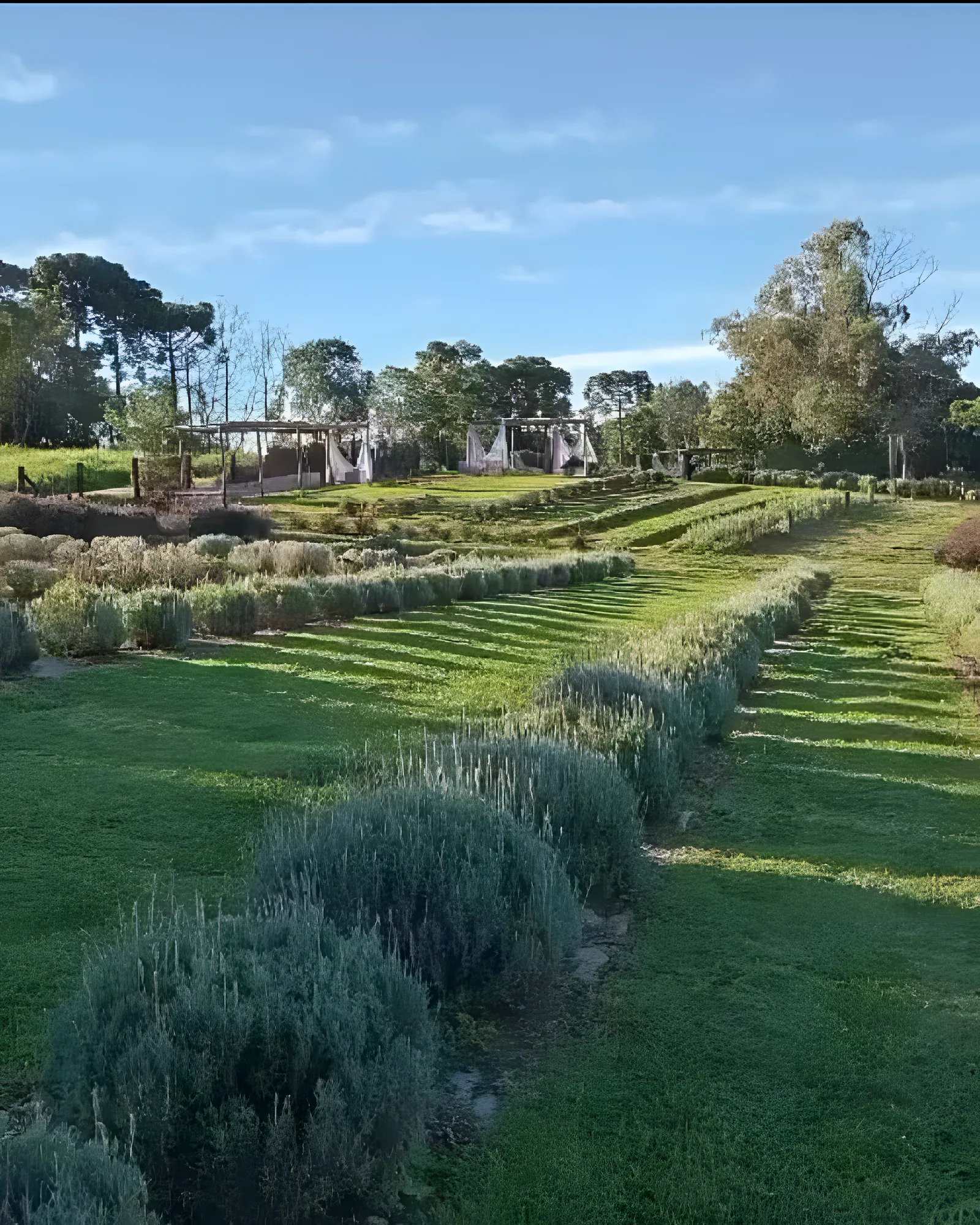 Fileiras de lavanda no lavandário