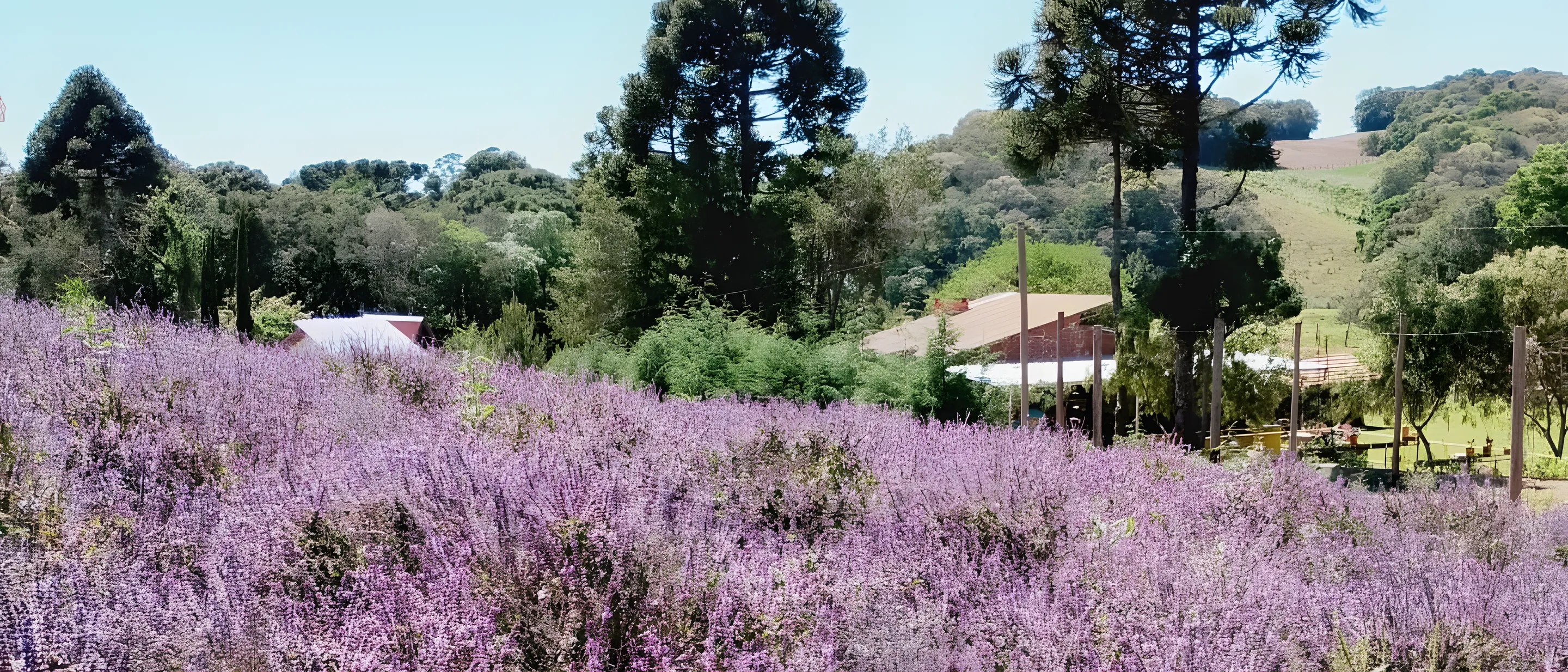Campo de lavanda florido
