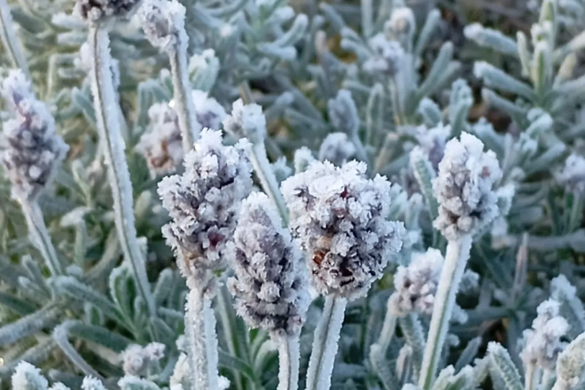 Lavanda coberta de geada