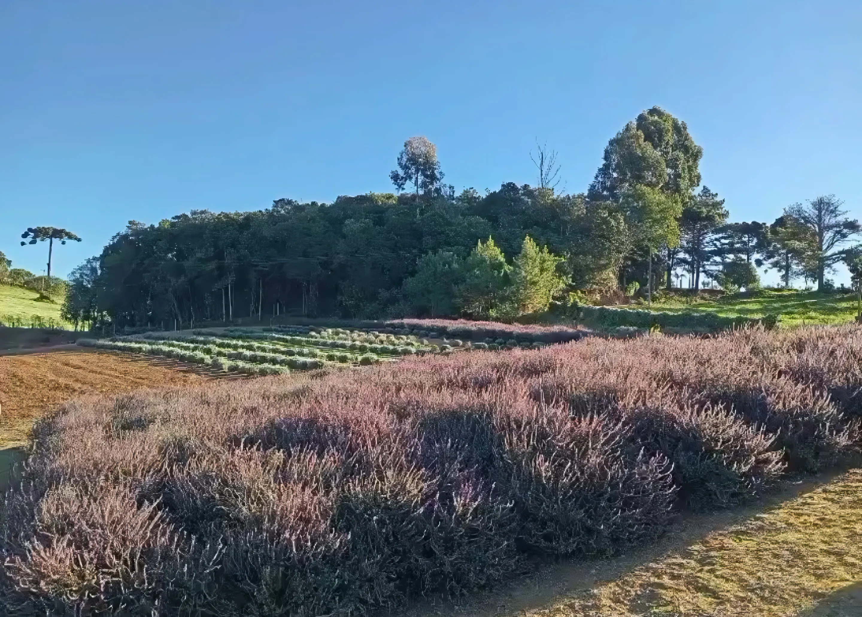 Campo de lavanda florido com mata de araucárias ao fundo, no Recanto das Lavandas