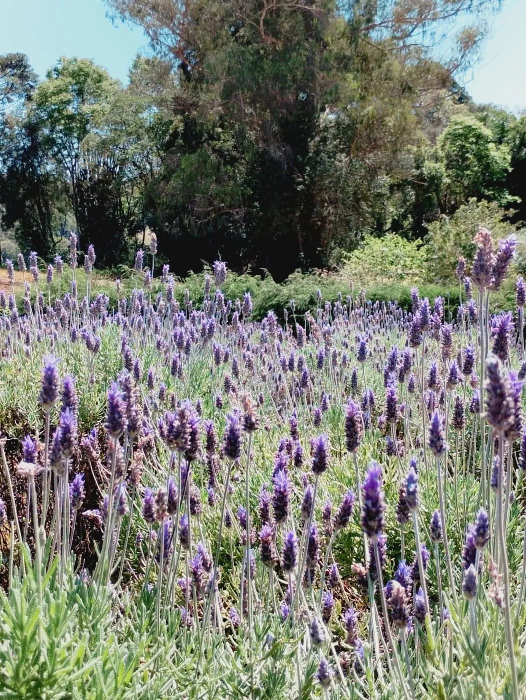 Lavandas floridas com árvores ao fundo