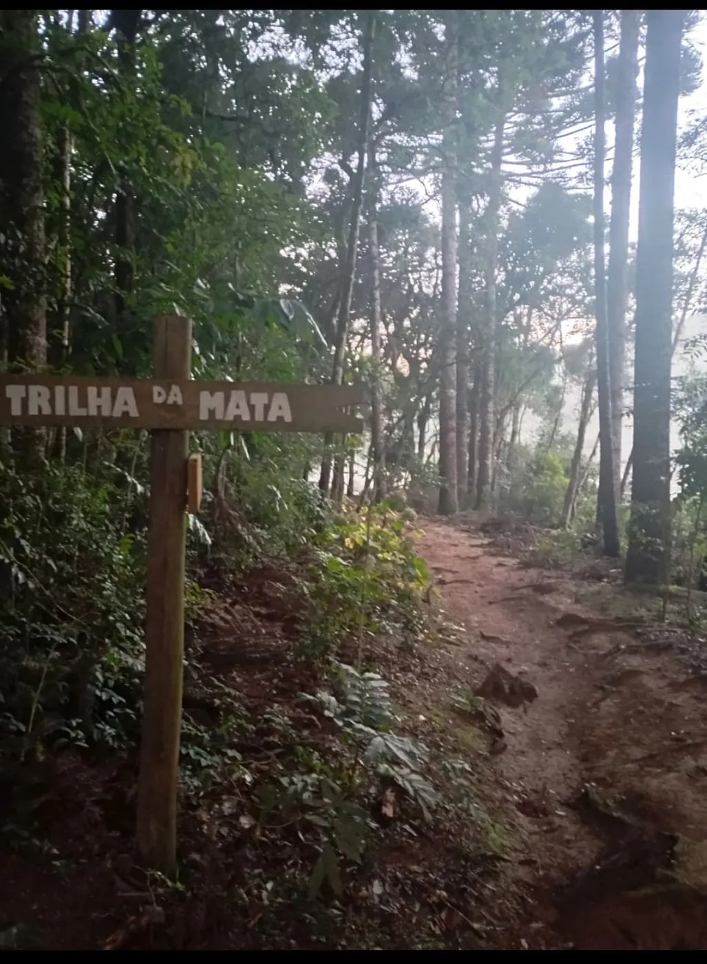 Placa da Trilha da Mata entre araucárias